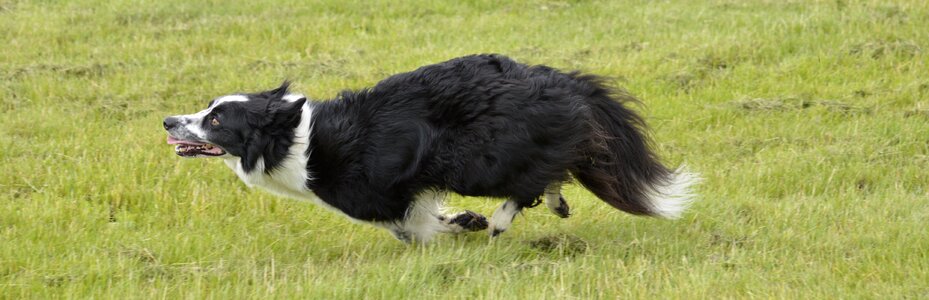 Collie dog running photo