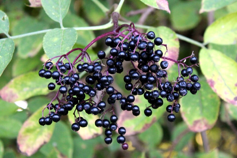 Plant nature bush