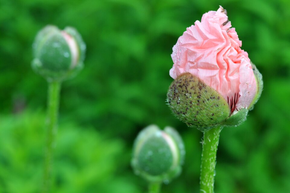 Summer flower fresh