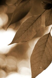 Leaves coffee background