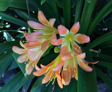 Orange petals spring