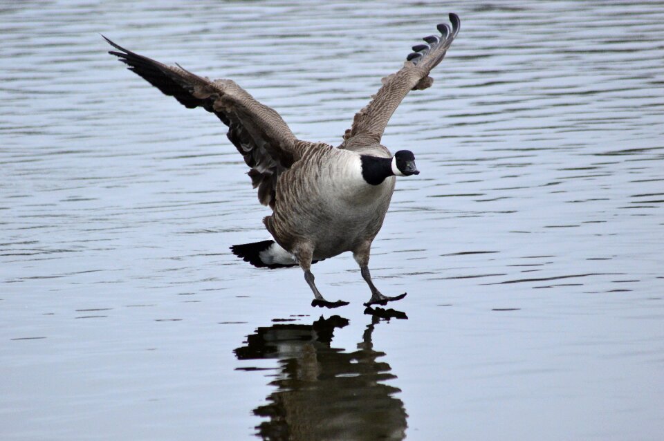 Goose landing water