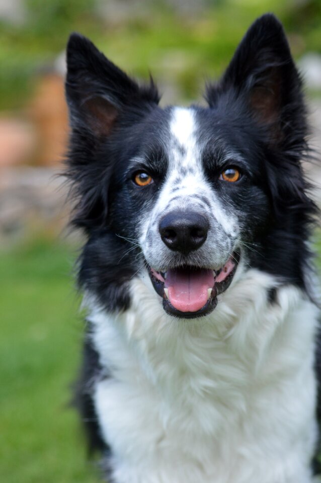 Dog spotty head