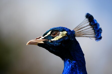 Head closeup feathers photo