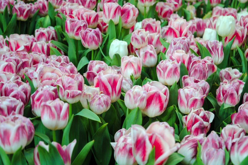 Floral nature garden
