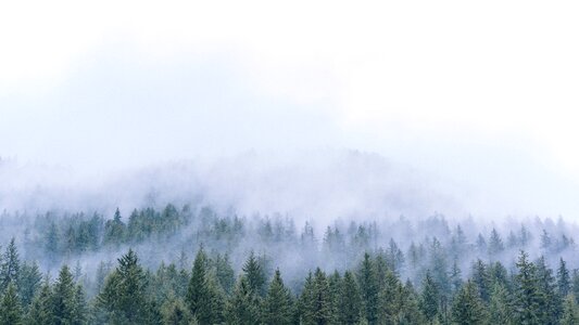 Woods nature fog