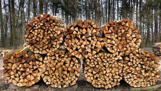 Stacked up growing stock timber photo