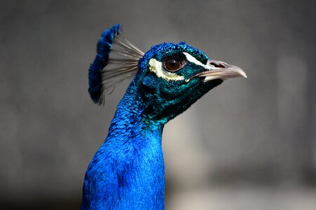 Head beak closeup