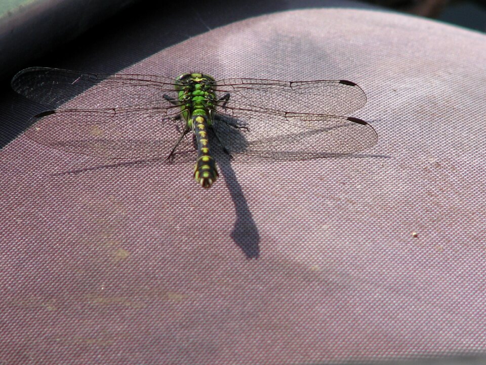 Nature closeup insects