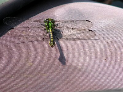 Nature closeup insects photo