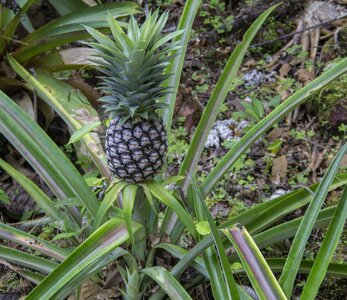 Food summer pineapple