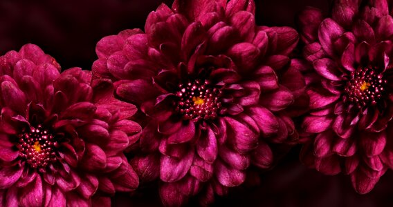 Purple flowers nature floral