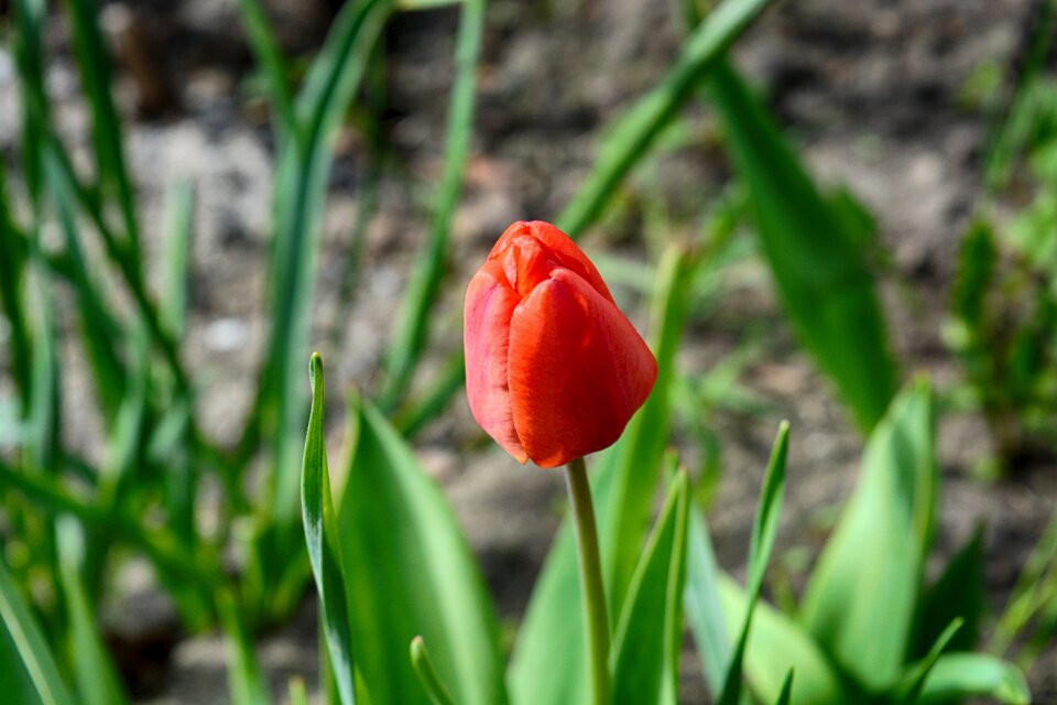 Plant season tulip