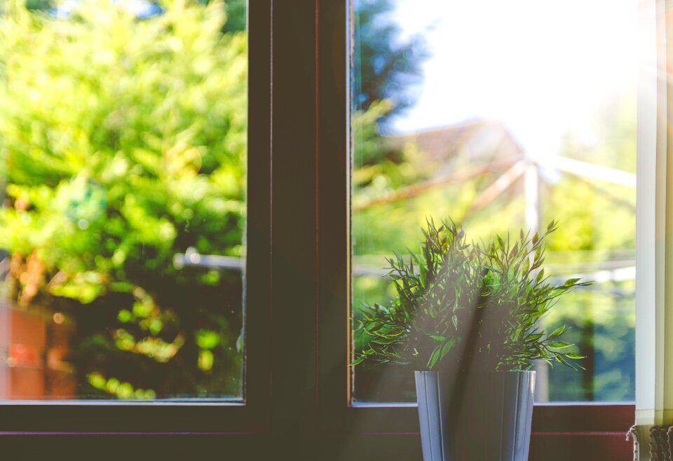 Windows panes potted