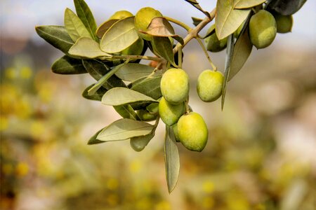 Fruit plants flora