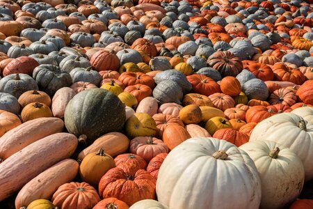 Autumn decoration orange vegetables