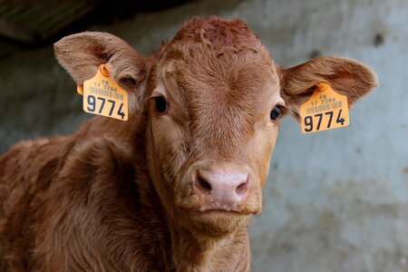 Livestock cow head