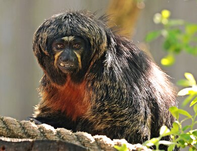 Zoo animal primate photo