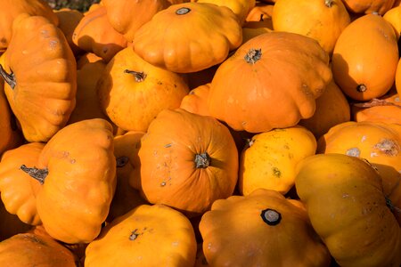 Autumn decoration orange vegetables