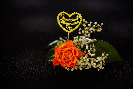 Flower black background orange rose photo