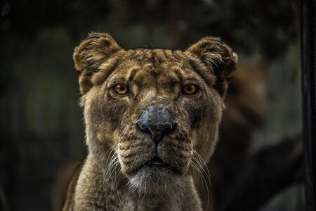 Lions fierce whiskers