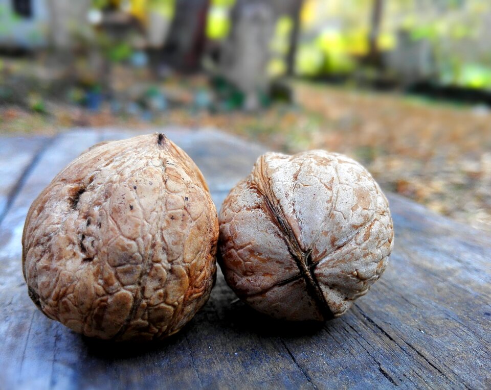 Walnut shell artifact