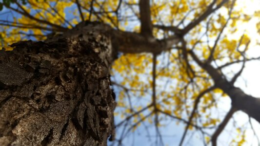 Yellow ipê tree nature