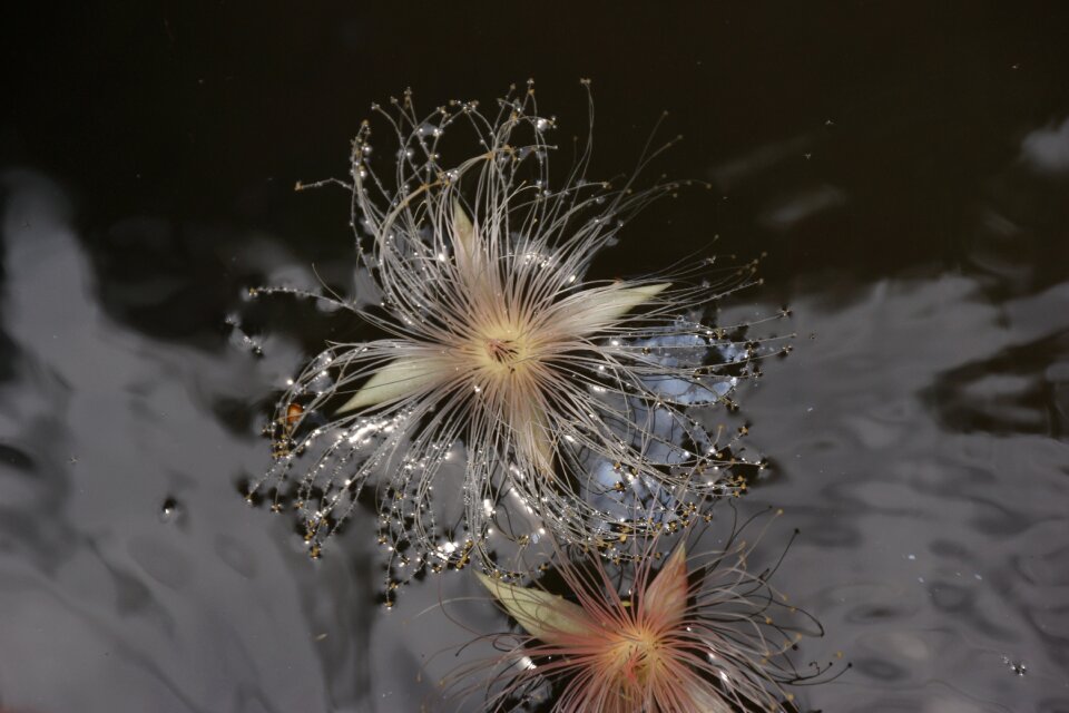 Flower spike flower board feet nature