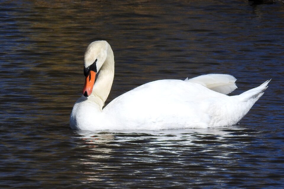 Animal world lake swim
