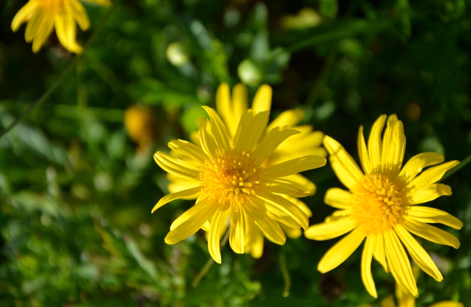 Petals nature flower