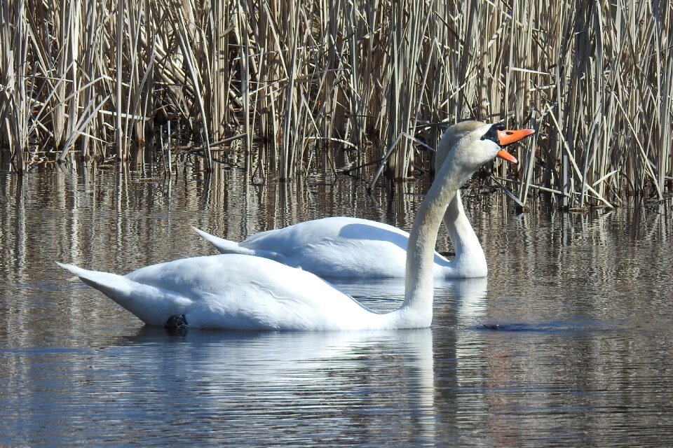 Animal world lake swim