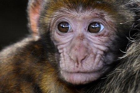 Barbary macaque close up magot