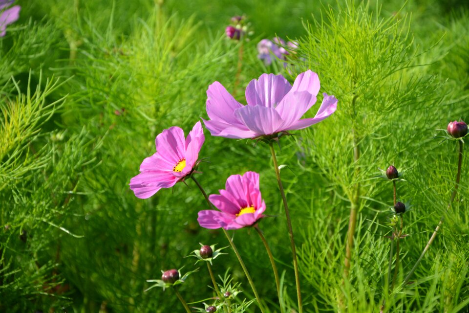 Green flowering plants flowering