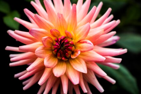 Dahlia garden comanche