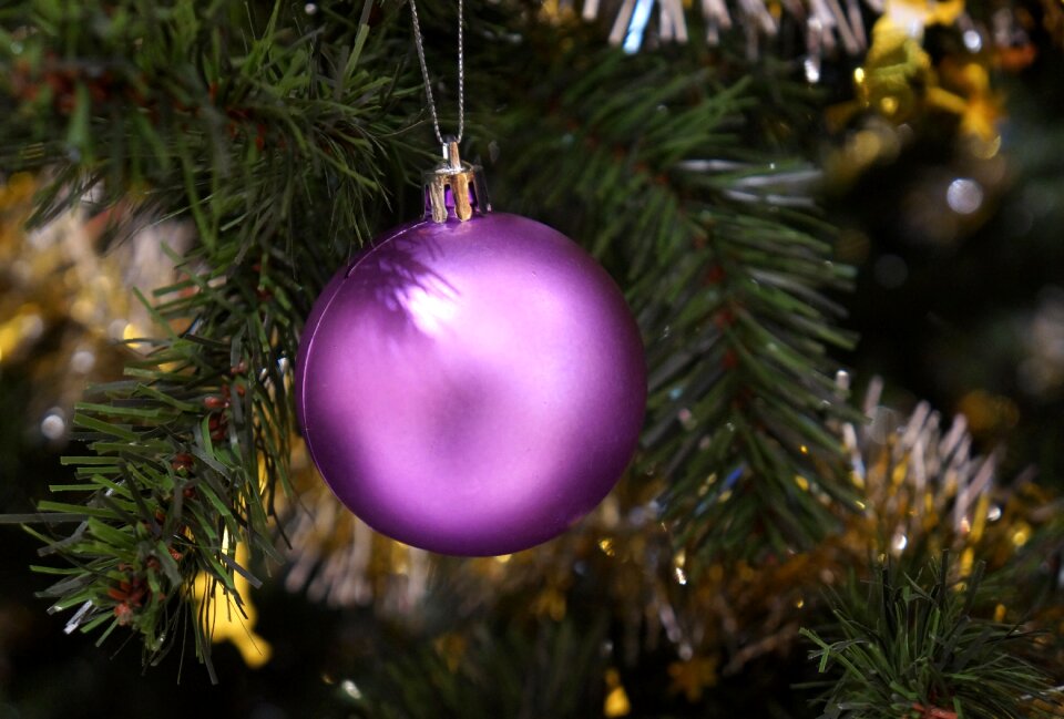 Purple decorate pine trees