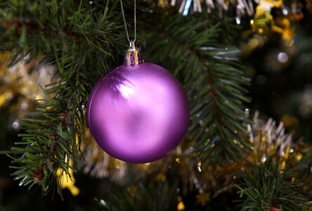 Purple decorate pine trees