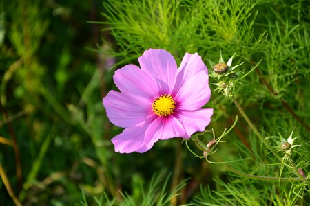 Massif bouquet offer photo