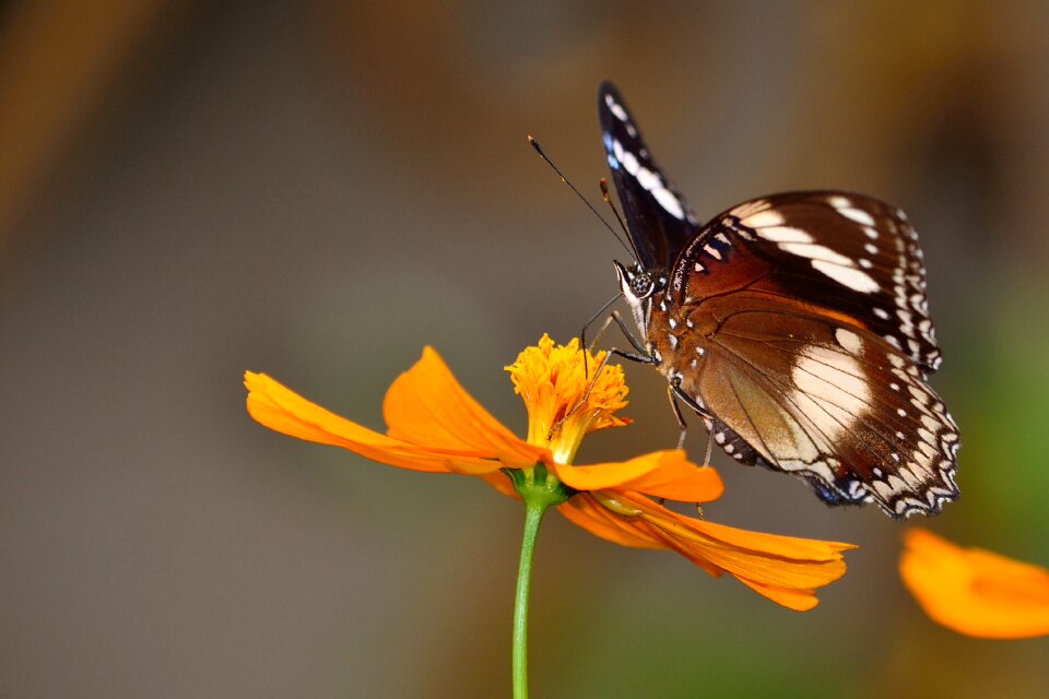 Insect nature animal