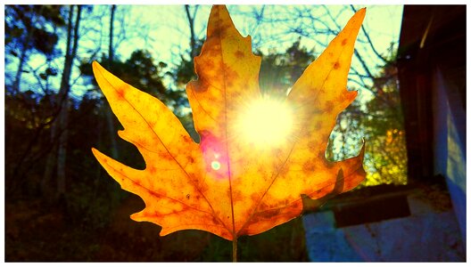 Leaves solar nature