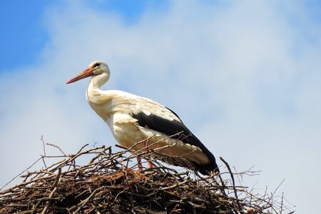 Animal world nest feather photo