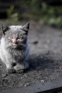 Kitten disease life