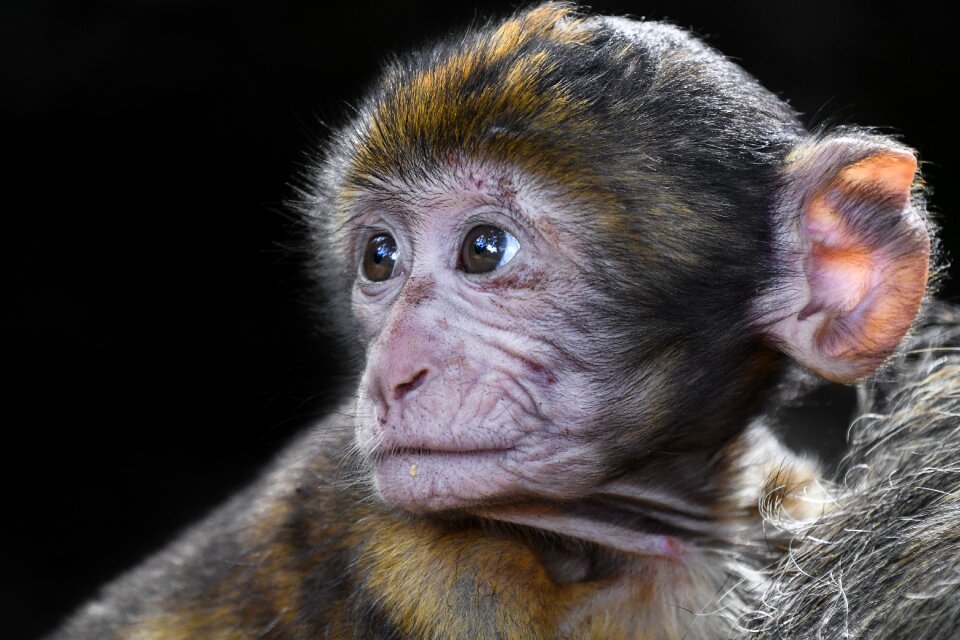 Barbary macaque close up magot