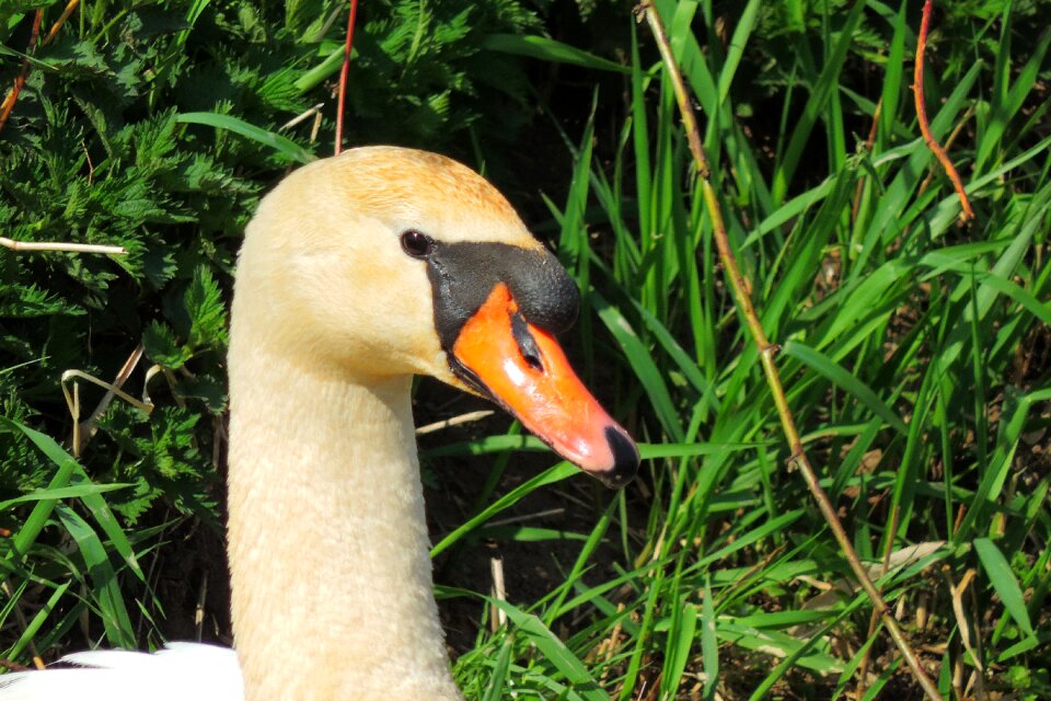 Bird grass animal world