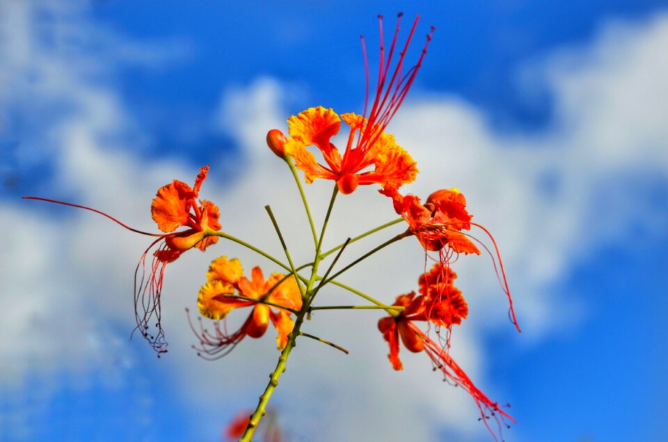Flower orange red
