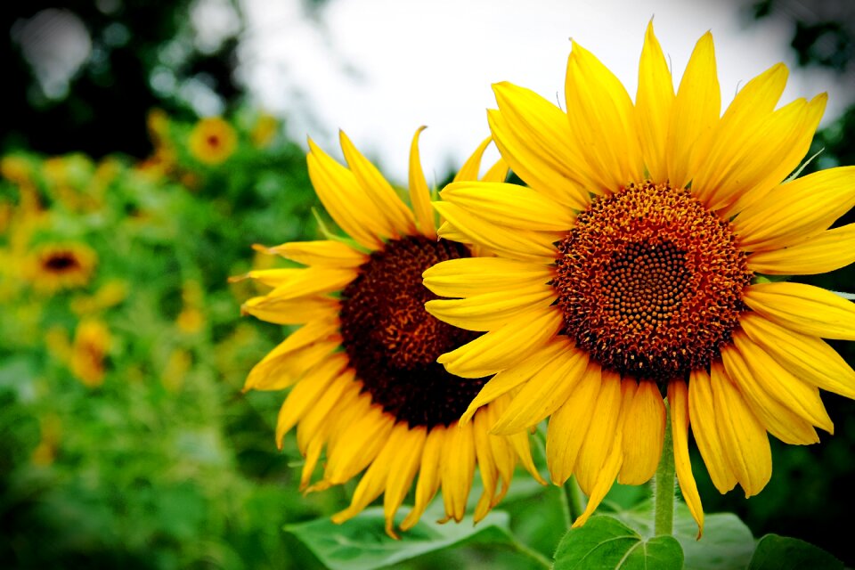 Nature yellow summer