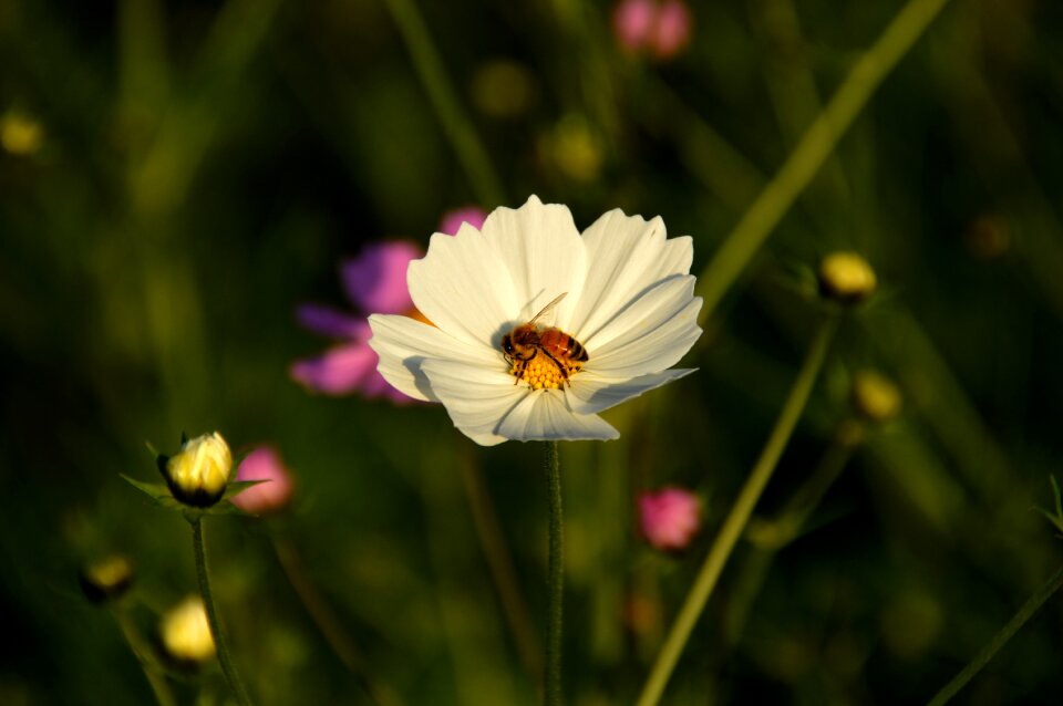 White flowers honey