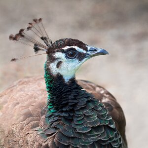 Bird animal head