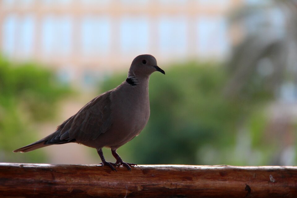 Dove peace love photo