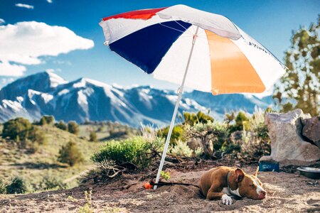 Pet outdoor highland
