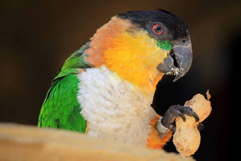 Fauna animal animals